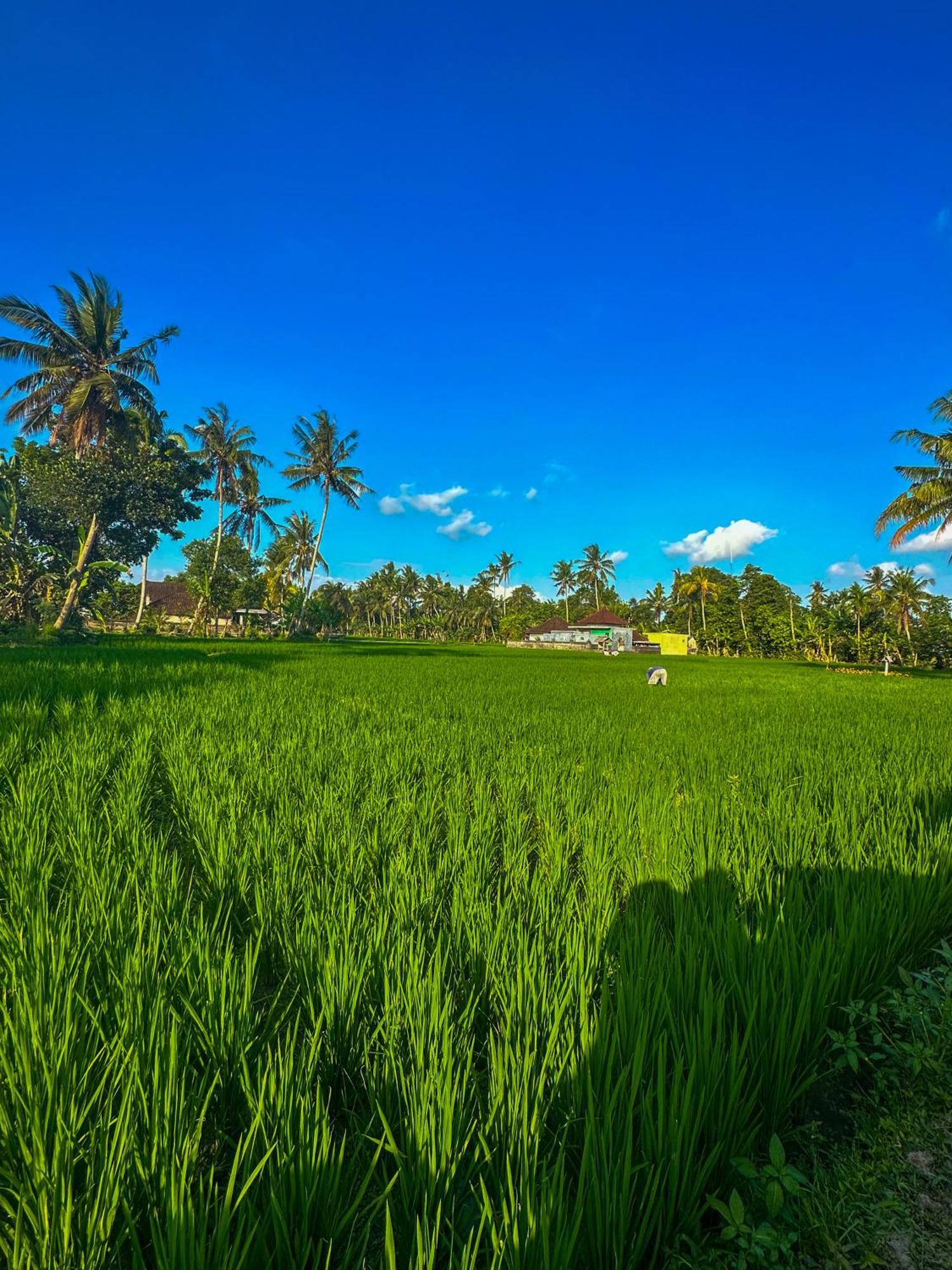 Nunu Bali Eco Friendly Retreat 호텔 캉구 외부 사진