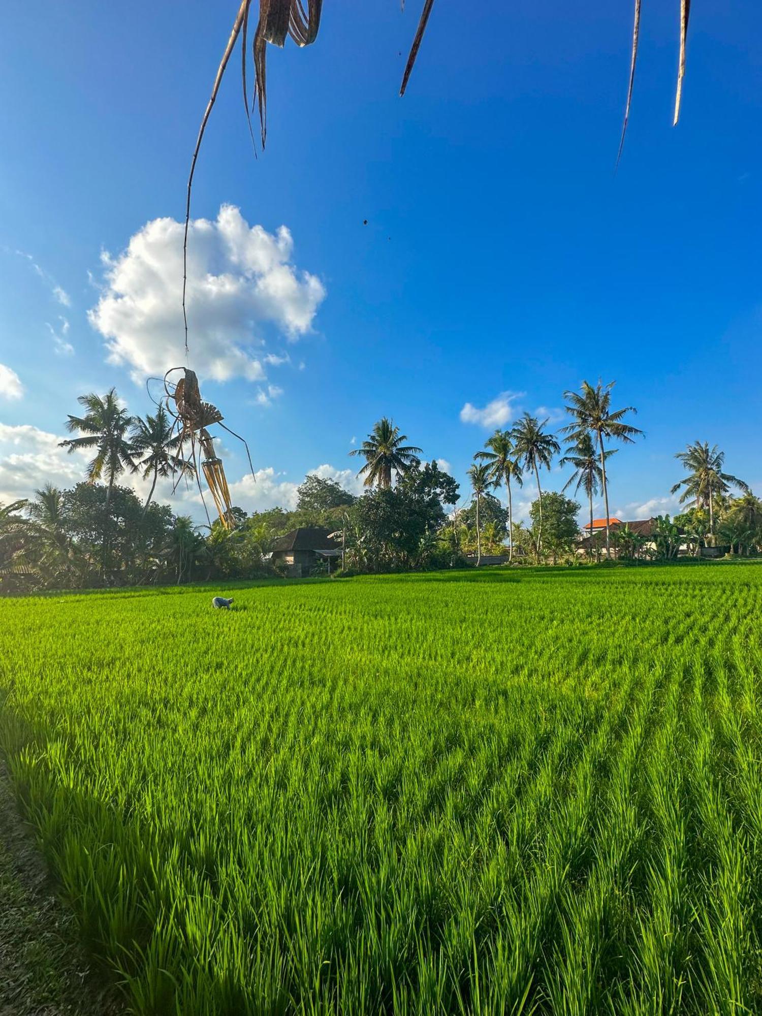 Nunu Bali Eco Friendly Retreat 호텔 캉구 외부 사진